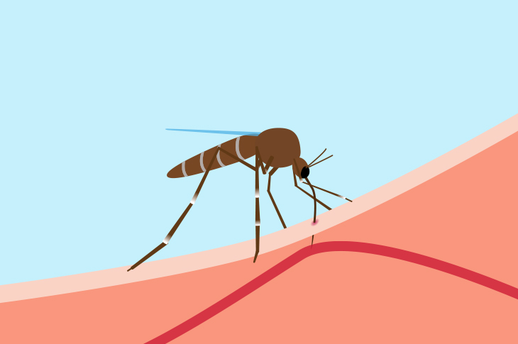 ¿Por qué las picaduras de mosquitos producen tanta necesidad de rascarse? 