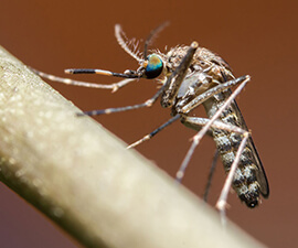 Por qué necesitamos a los mosquitos: Cómo entender el ciclo de vida de los mosquitos